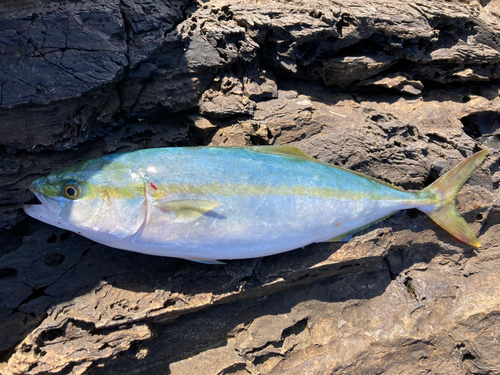 イナダの釣果