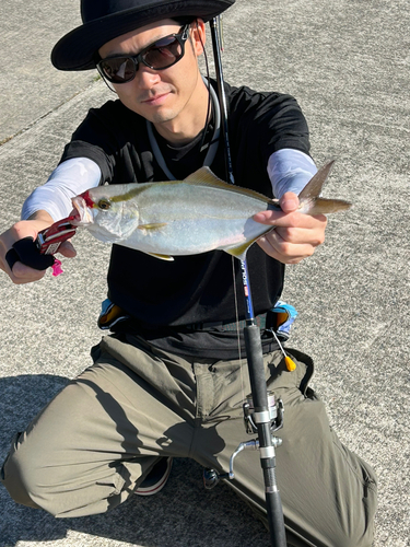 ショゴの釣果