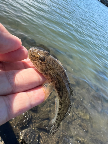 マハゼの釣果