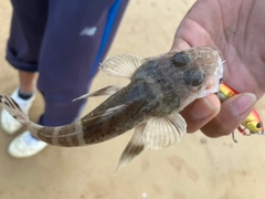 ワニゴチの釣果