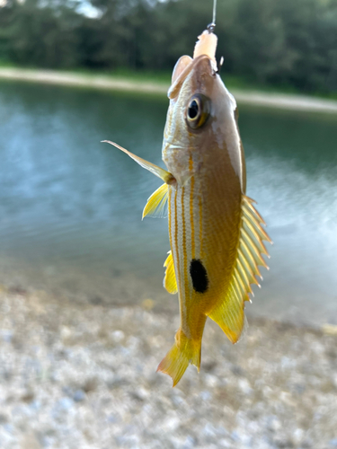 釣果