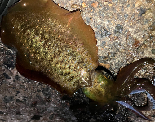 アオリイカの釣果