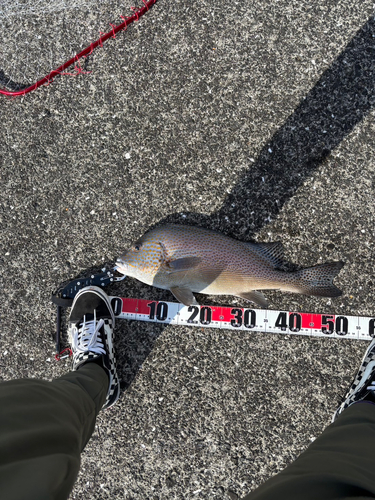 コロダイの釣果