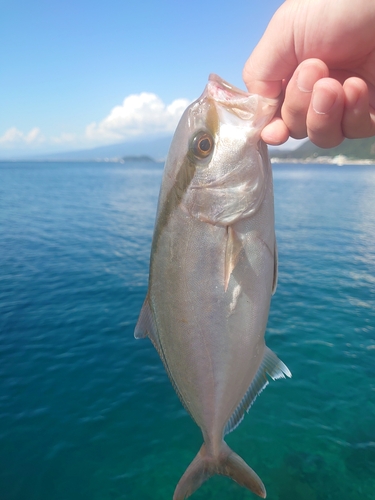 ショゴの釣果