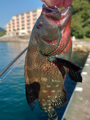 アザハタの釣果