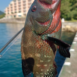 アザハタ