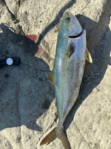 イナダの釣果