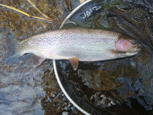 ニジマスの釣果