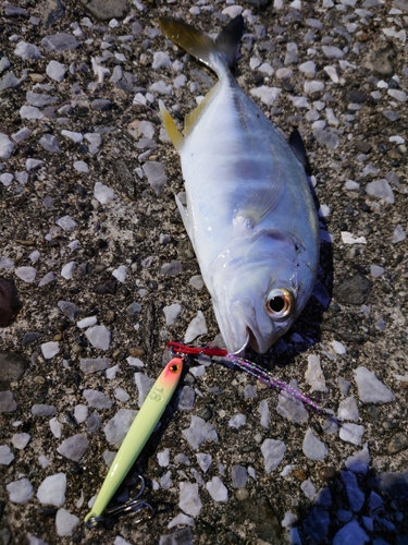 メッキの釣果