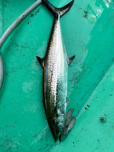 サワラの釣果