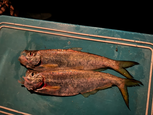 ヒラの釣果