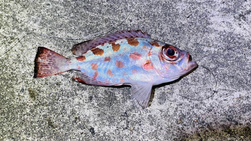 ゴマヒレキントキの釣果