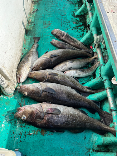 タラの釣果