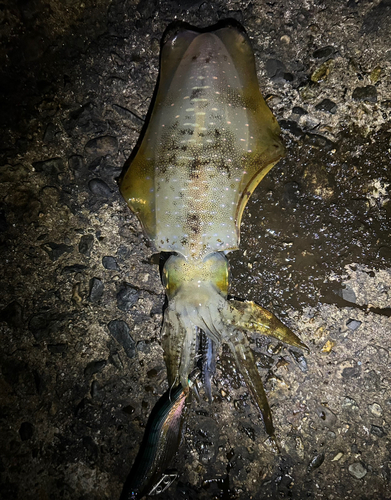 アオリイカの釣果