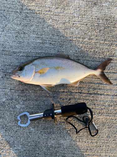 ショゴの釣果