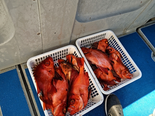 チカメキントキの釣果