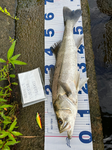 シーバスの釣果