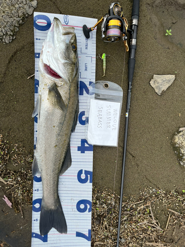 シーバスの釣果