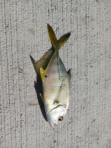 シマアジの釣果