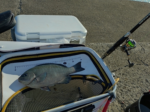 クチブトグレの釣果