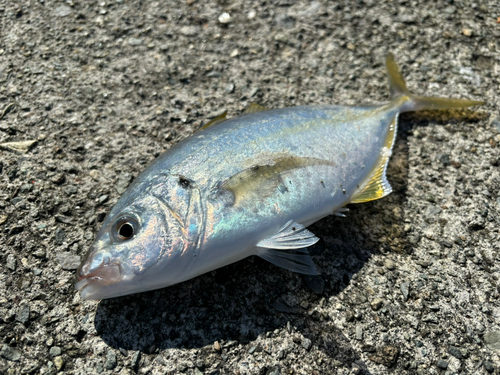 シマアジの釣果