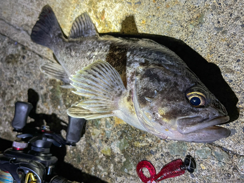 クロソイの釣果