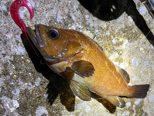 エゾメバルの釣果