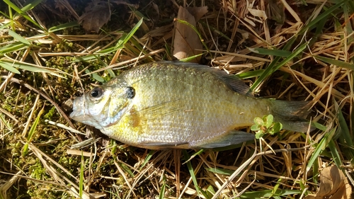 北勢中央公園