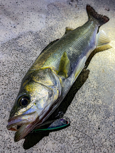 シーバスの釣果