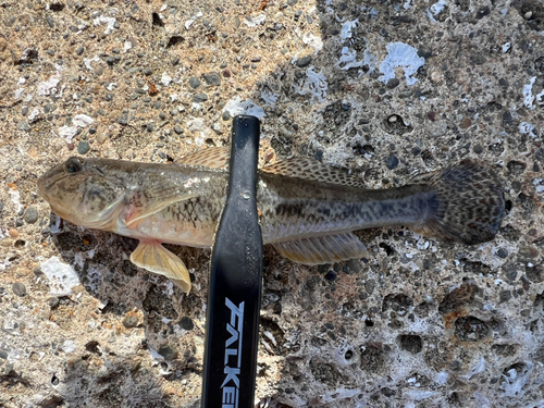 ハゼの釣果