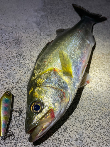 シーバスの釣果