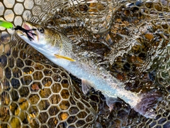 イトウの釣果