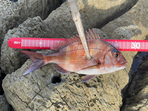 マダイの釣果