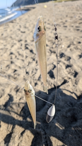 野積海岸