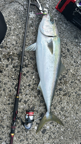 ブリの釣果