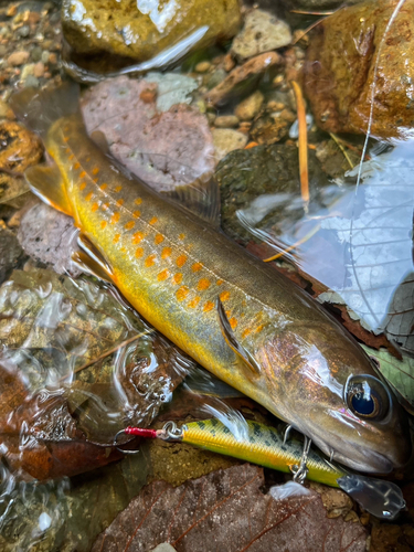 ヤマトイワナの釣果