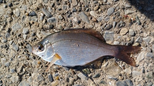 ウミタナゴの釣果