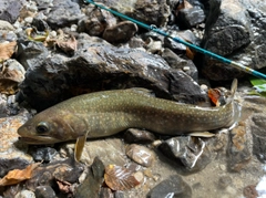 ニッコウイワナの釣果