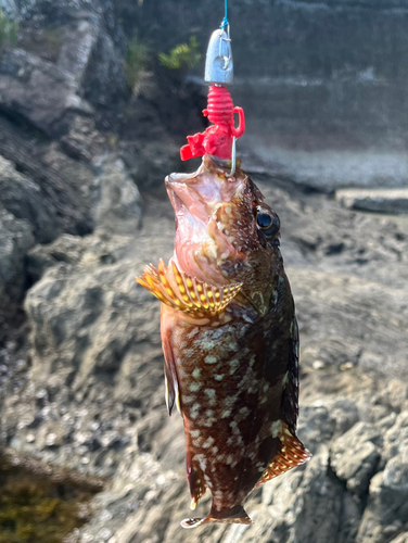 カサゴの釣果