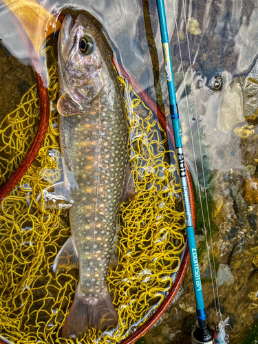 ニッコウイワナの釣果