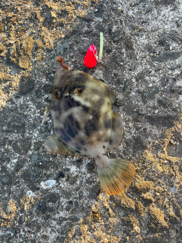 カワハギの釣果