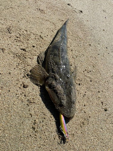 マゴチの釣果