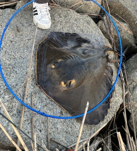 アカエイの釣果