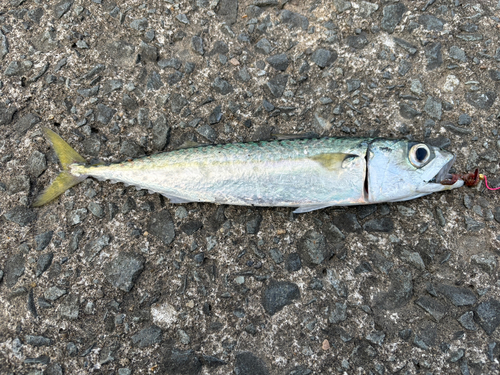 サバの釣果