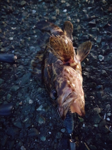 タケノコメバルの釣果