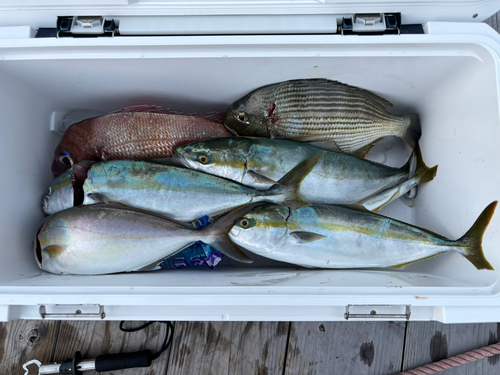 マダイの釣果