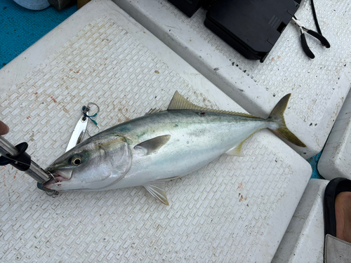 ハマチの釣果