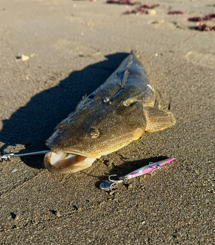 マゴチの釣果