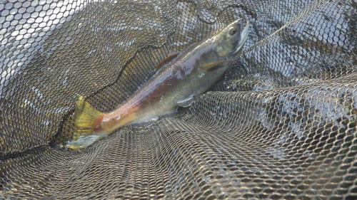 ヒメマスの釣果