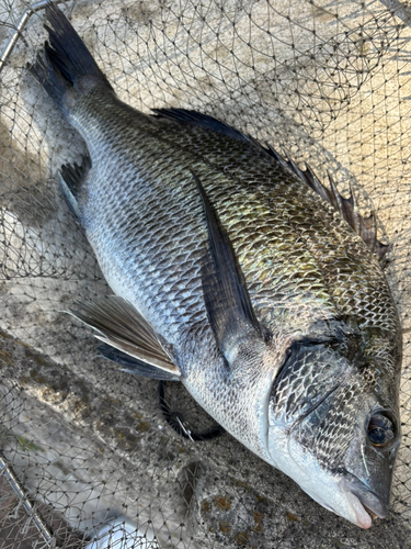 チヌの釣果